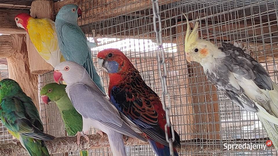Papugi rozelle aleksandretty sprzedam