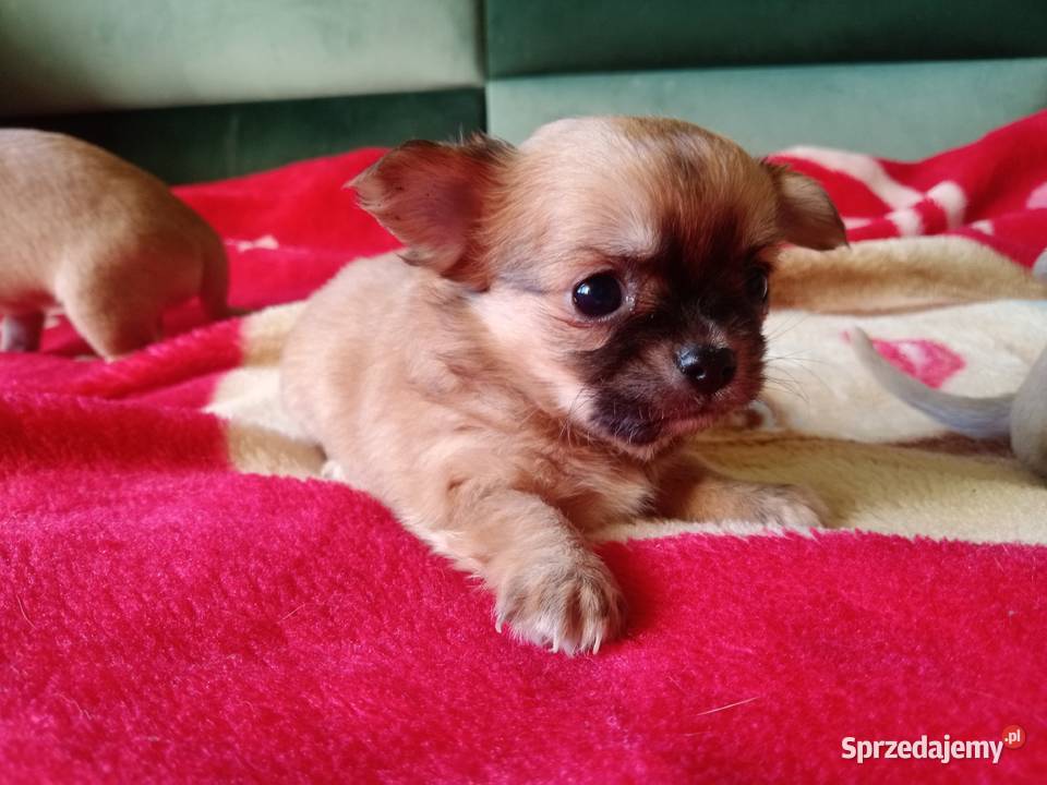 Chihuahua suczka Jasienica Dolna