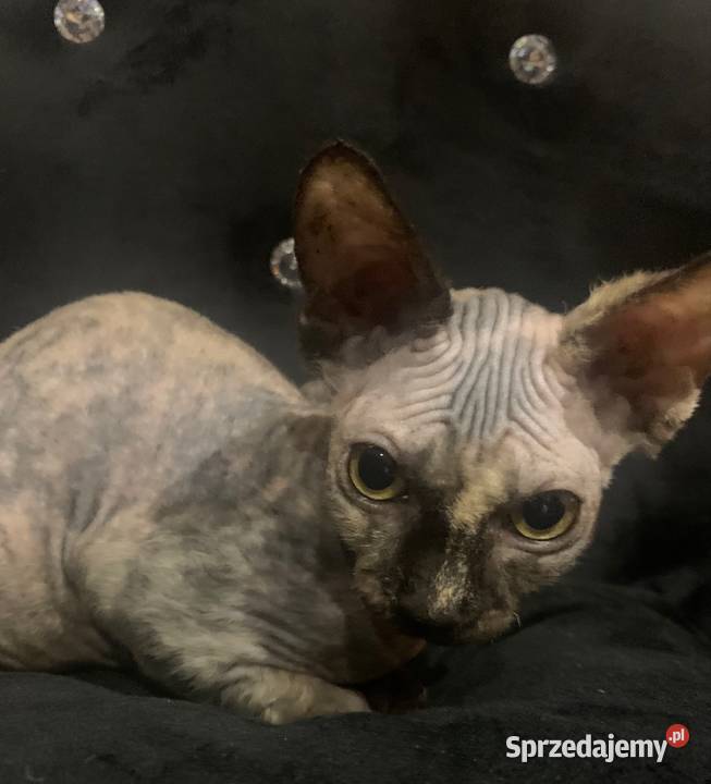 Sfinks Kanadyjski Diablica do odbioru Leszno