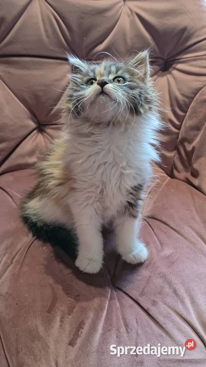 Maine Coon MCO świętokrzyskie Polesie Mikułowskie sprzedam
