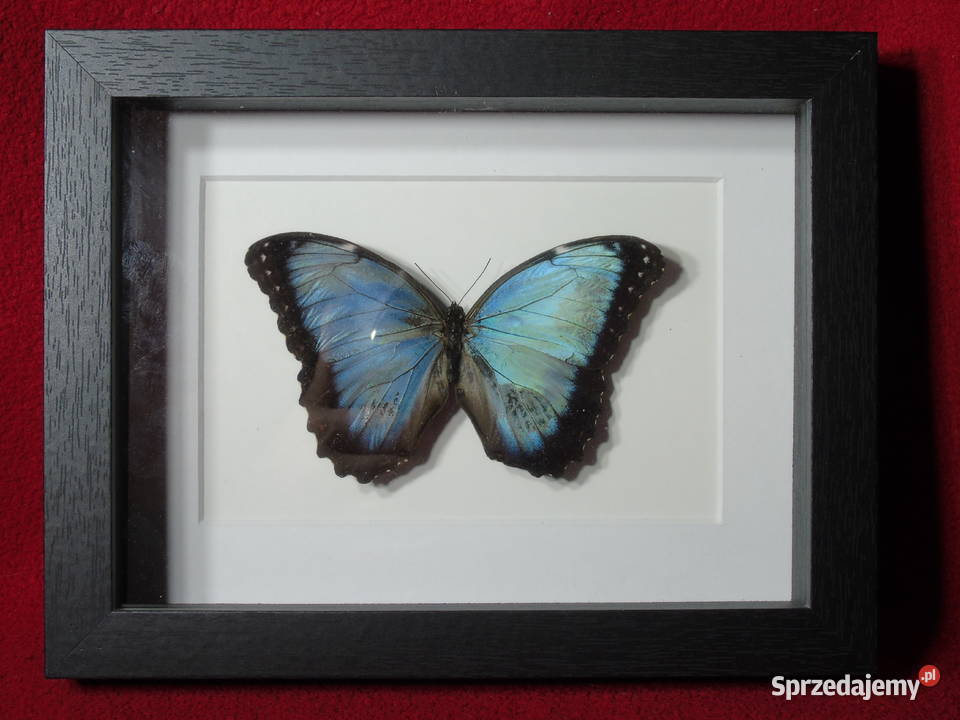 Motyl w ramce gablotce 17x22 Morpho helenor Szczecin