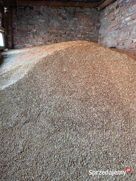 Owies na sprzedaż centrali dolnośląskie Oława