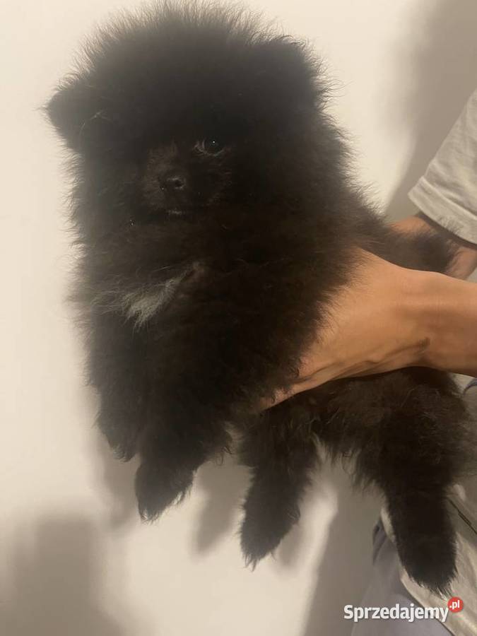 Szpic miniaturowy pomeranian kujawsko-pomorskie Toruń