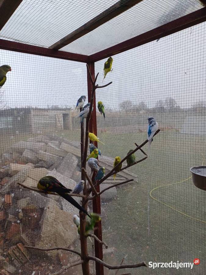 Papugi faliste Łask sprzedam