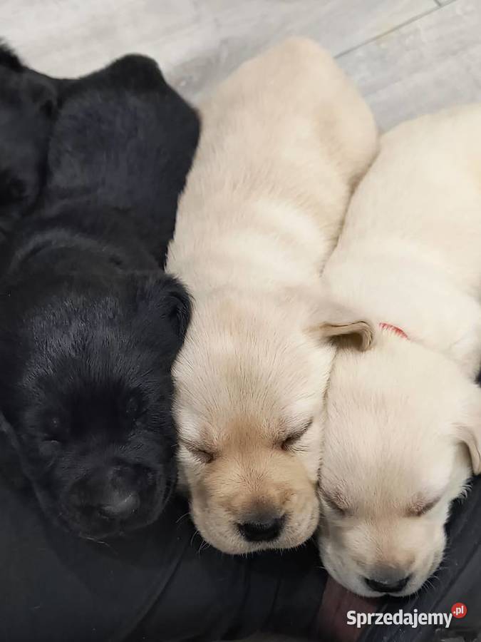 Labrador retriever Słopnice