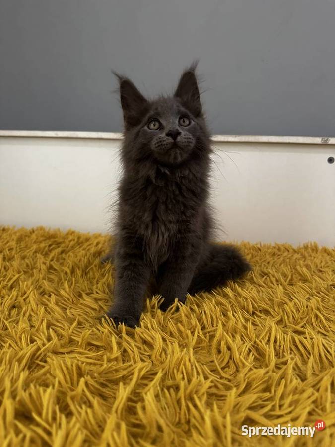 Maine Coon kocięta do rezerwacji warmińsko-mazurskie Olsztyn sprzedam