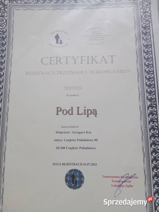 Owczarek Niemiecki Długowłosy świętokrzyskie Starachowice