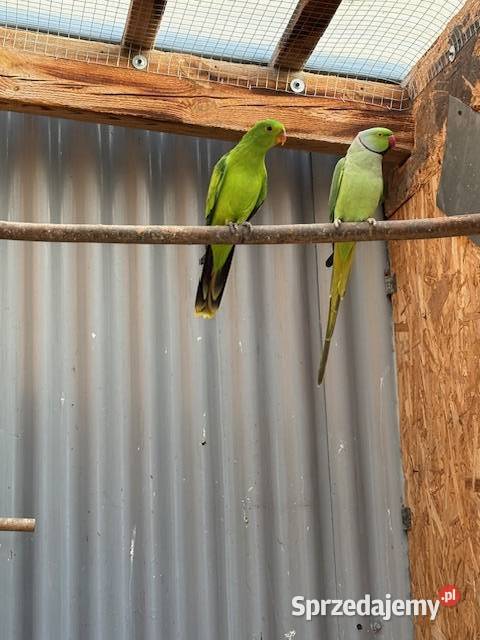 Księżniczka walii Szkarłatka Aleksandretta Częstochowa sprzedam