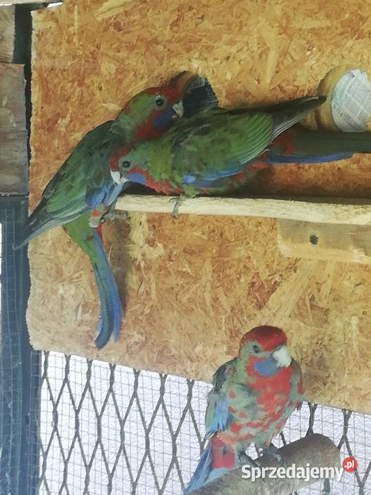 Sprzedam rozelle królewskie Nowy Sącz