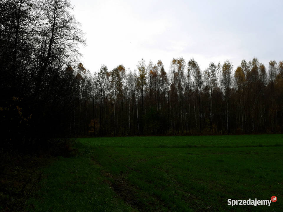 Działka Leśna Las 051 ha Kramkowo 15m