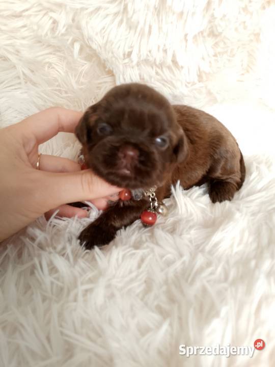 Śliczna czekoladowa suczka rasy ShihTzu Kępno