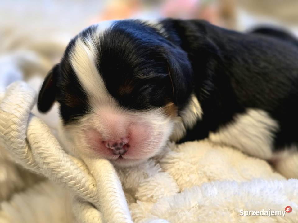 Piesek przebadanych genetycznie rodzicach Cavalier King Charles Spaniel Nowy Sącz