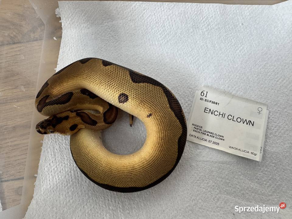 Python Regius królewski kolorki Bydgoszcz