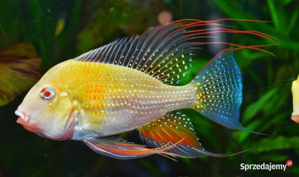 Kopik Heckela ALBINOS Acarichthys Kropik Gdańsk