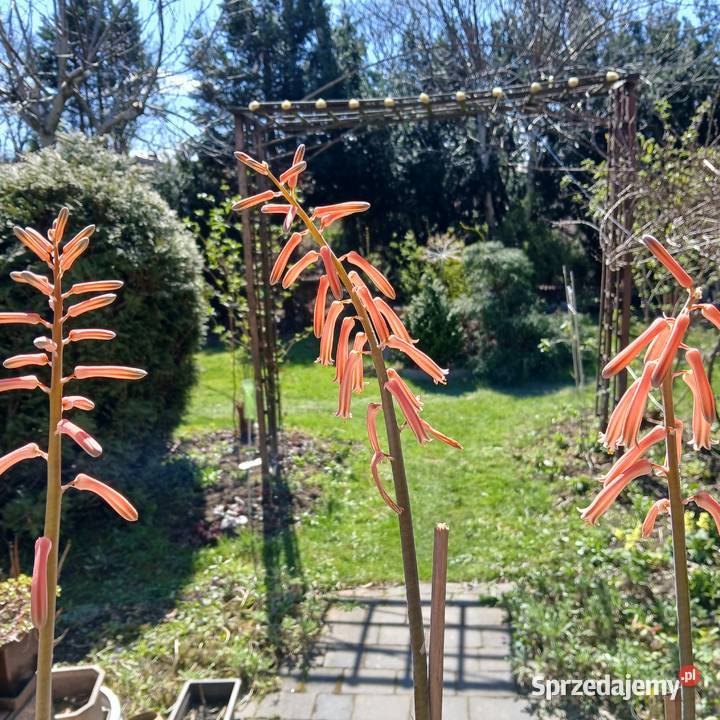 Kaktus Pstry Tygrysi Aloe Variagata kwitnie Nowy Sącz sprzedam