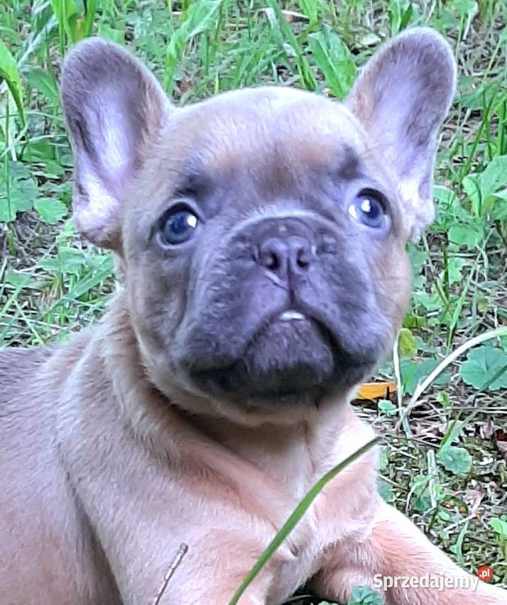 Buldog francuski piekny piesek Buldog