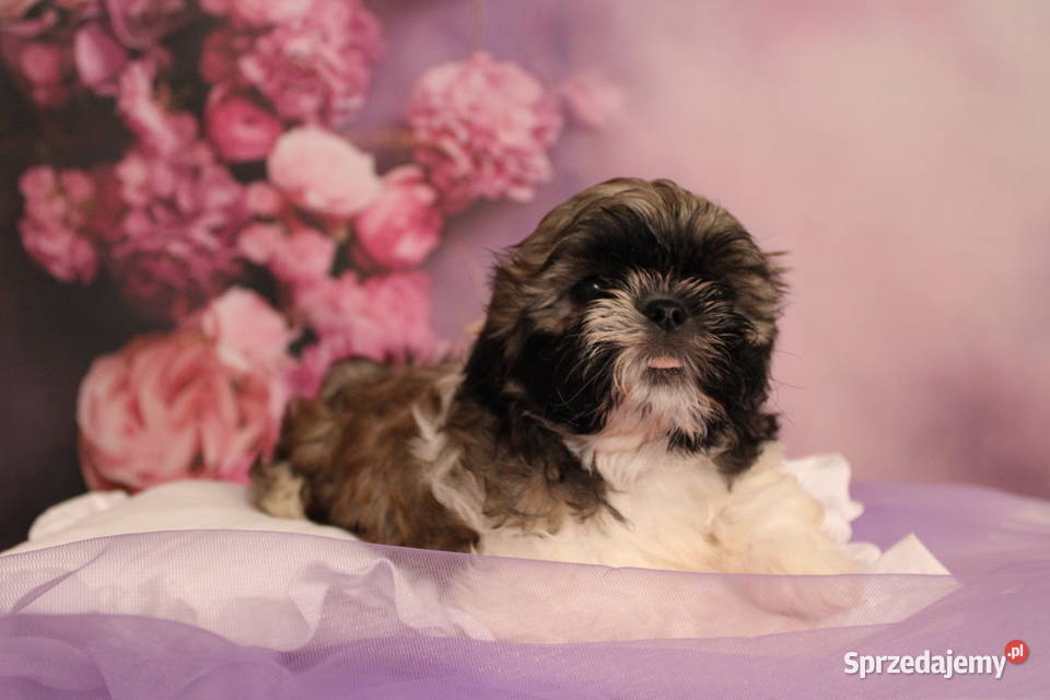 Szczeniak shihtzu wielkopolskie Poznań