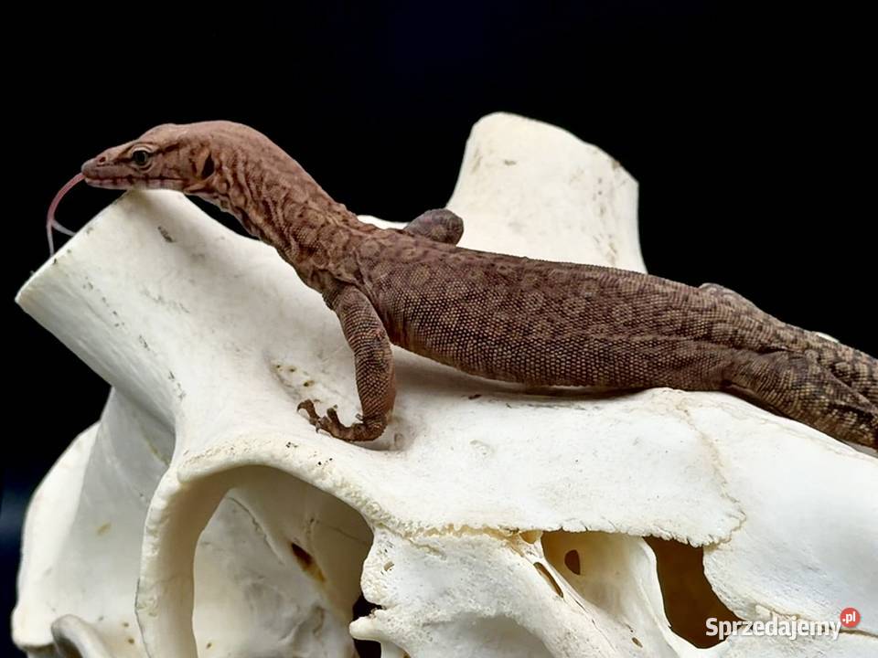 Varanus pilbarensis Gady i płazy