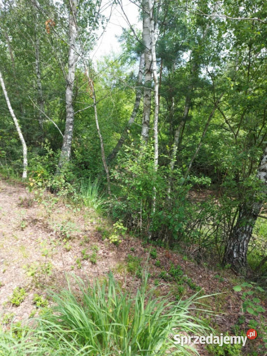 Działka 282 ha na sprzedaż Wiluki Sprzedaż