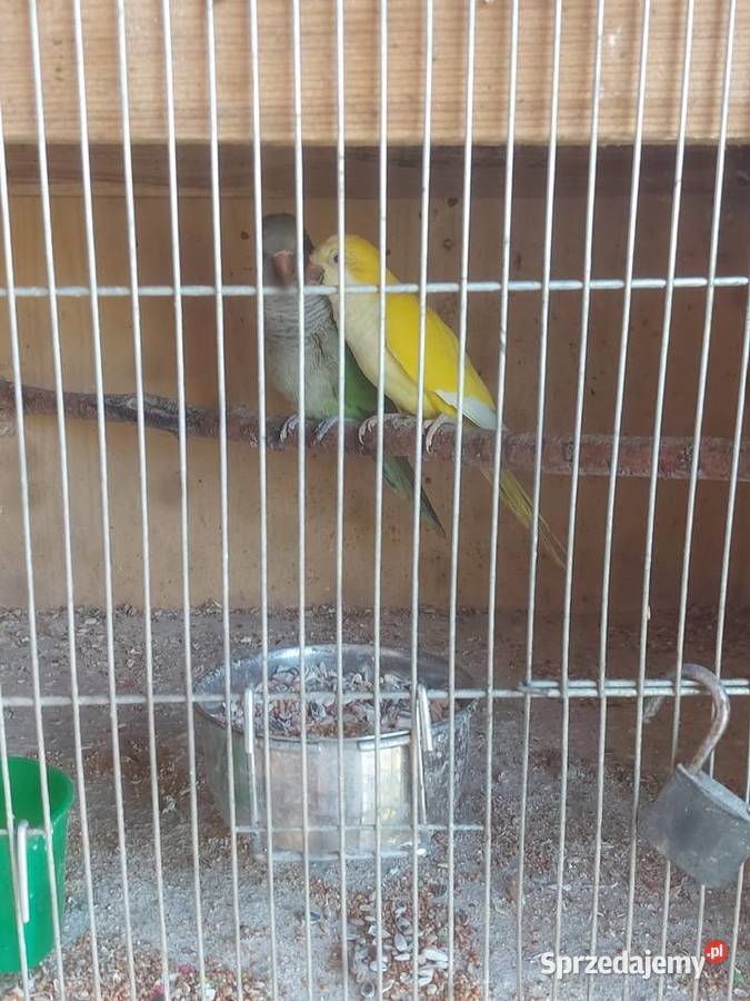 Mnichy nizinneklatka sprzedam