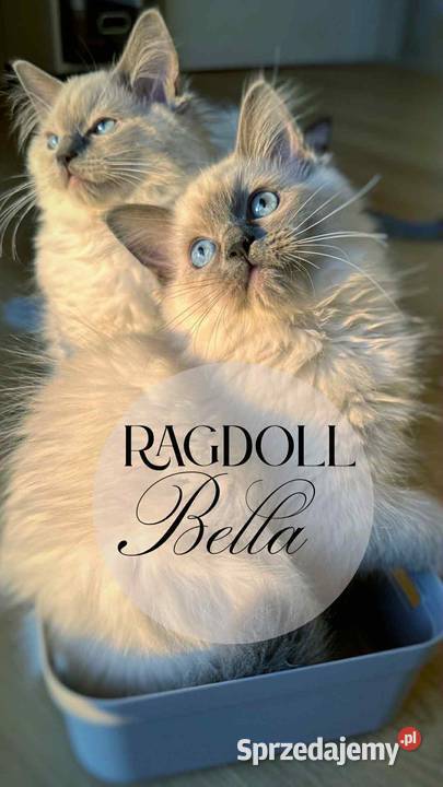 Kotka Ragdoll Bella pieszczoch do kochania świętokrzyskie Promnik