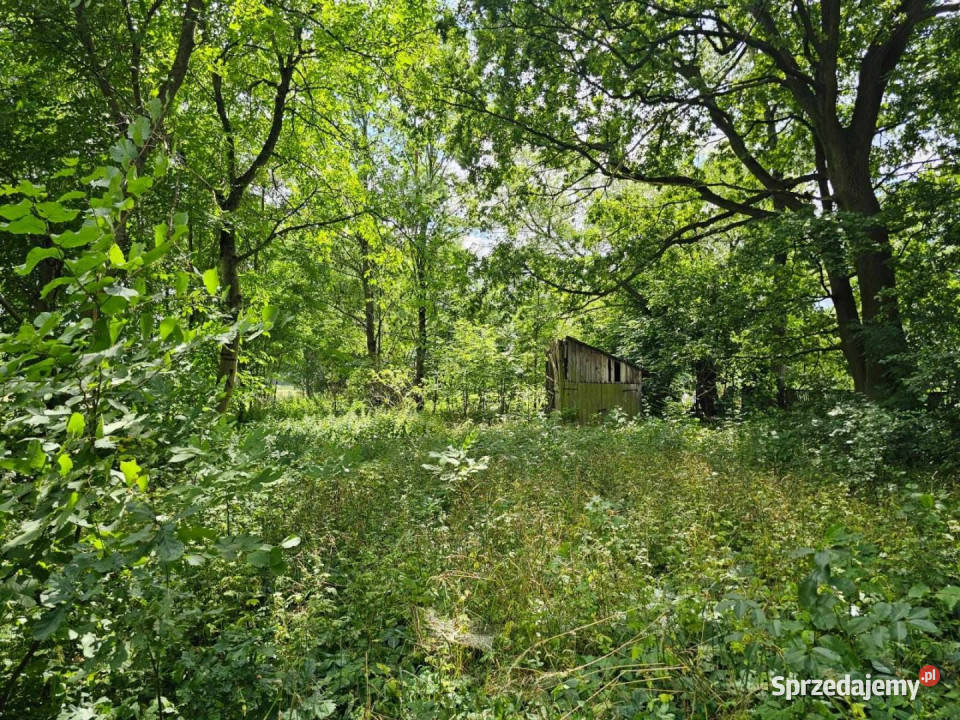 sprzedaży działki Dąbrowa Widawska 2500m2 Nieruchomości