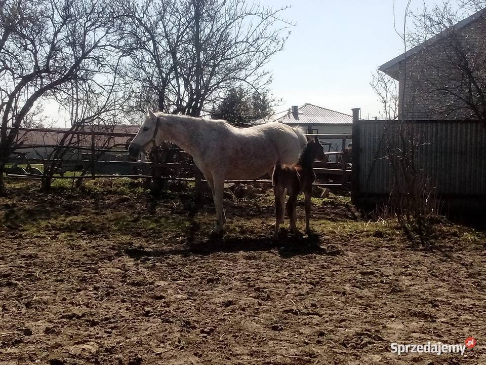 Klacz Arabska ze źrebakiem Piórków