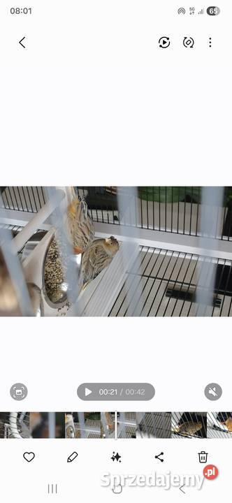 Kanarki śpiewające czerwone z koroną podkarpackie Jasło