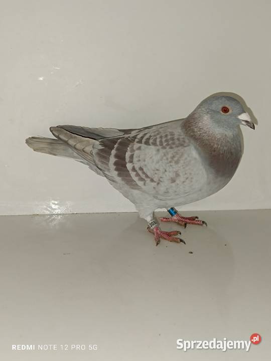 Gołębie Pocztowe Piękne Kolory Włocławek
