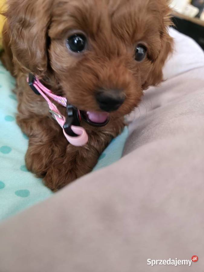 Maltipoo suczka Pozostałe Wyszków