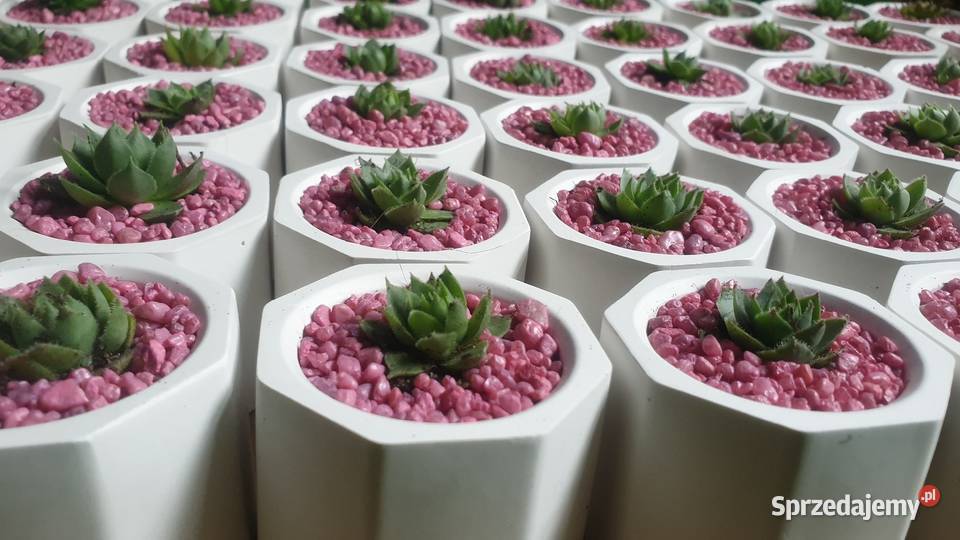 Podziękowania gości Pozostałe łódzkie Łódź