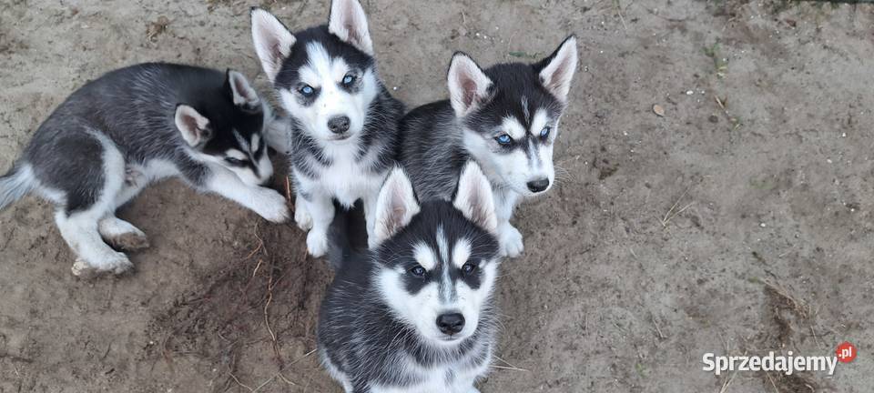 Husky szczenięta z rodowodem sprzedam Smardzewice sprzedam