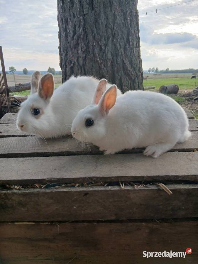 Króliki miniaturki Piórków