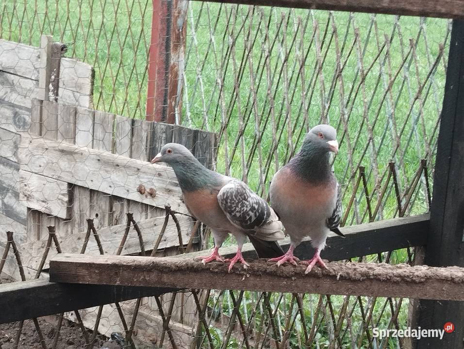 SKOWRONKI KOBURSKIE para dolnośląskie Głogów sprzedam