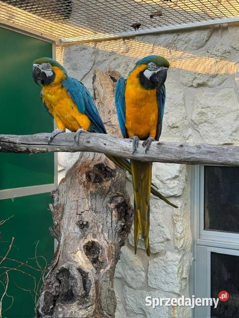 Ara Ararauna legowa para Kraków