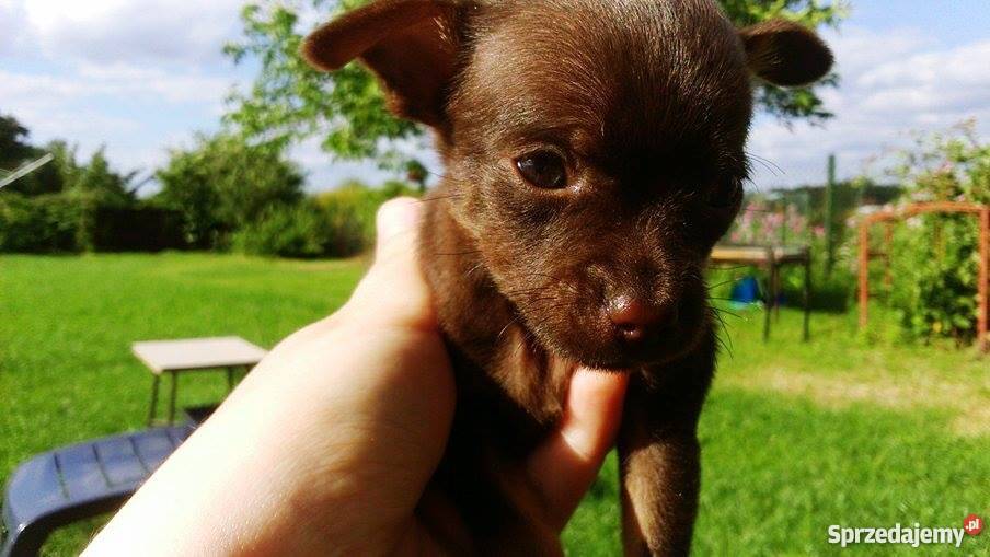 pieski ratlerki sarenka Lorenki sprzedam