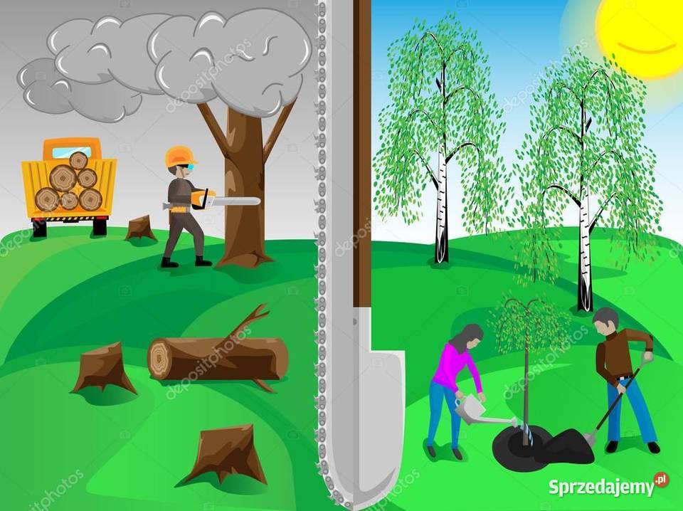Wycinka drzew i samosiejek alpiniści Gdynia