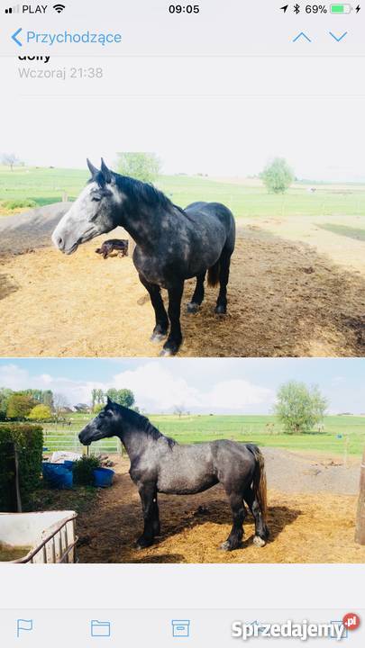 Do sprzedania klacz percheron Dalnia