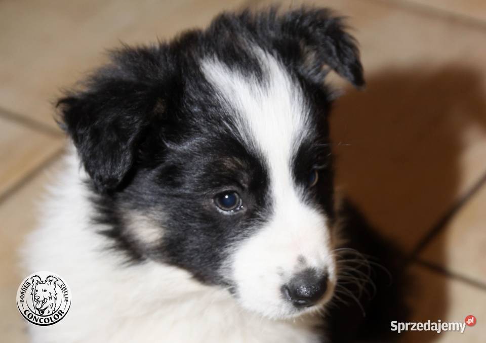 Border Collie szczeniak czarnobiały tricolor Jastrzębia