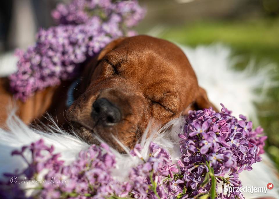 Rhodesian Ridgeback FCI ZKwP Pozostałe Gdańsk