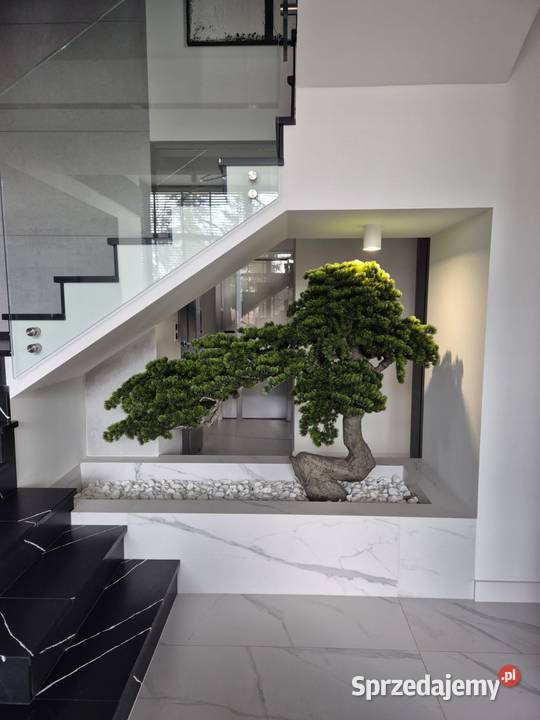 Sztuczne drzewko Bonsai Premium 165x90x200 małopolskie