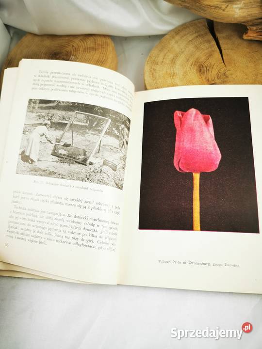 Tulipany hiacynty narcyzy Wiśniowa