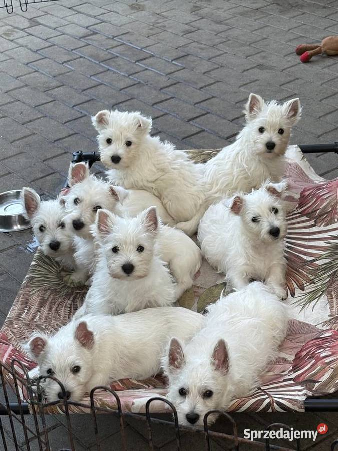 West Highland White Terrier szczenięta ZKwP a i Łódź sprzedam