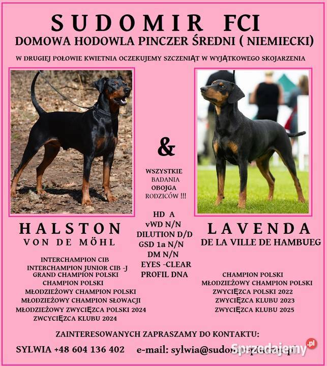 PINCZER ŚREDNI NIEMIECKI ZAPISY odbiór VI 2026 Pozostałe Katowice