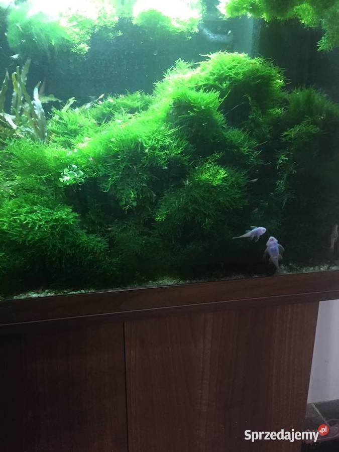 Mech Java moss Gorzów Wielkopolski