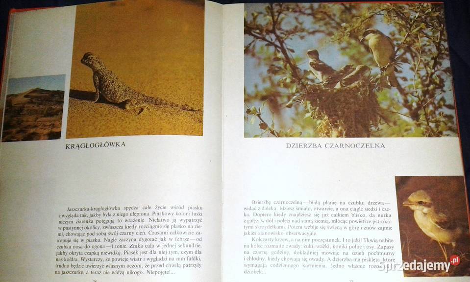 Świat tęczy Nikołaj Sładkow Chełm