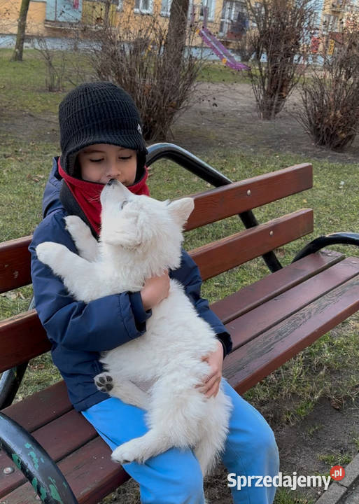 Biały Owczarek Szwajcarski Nowe Prażuchy sprzedam