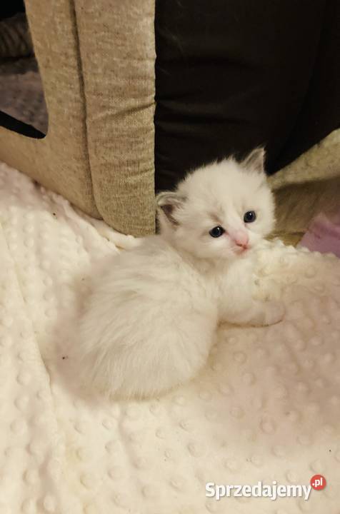 Kocięta rasy ragdoll Świerklaniec