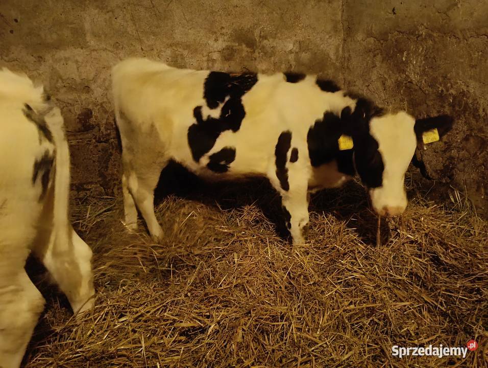 Sprzedam Byczka i Jałówkę