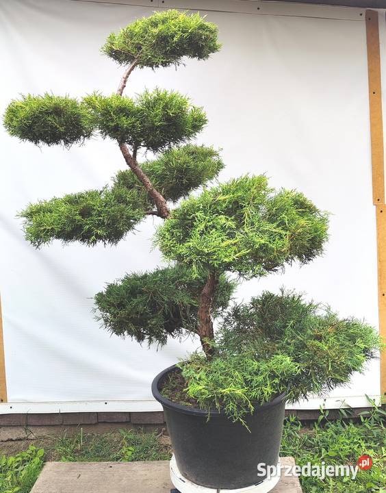 Bonsai Niwaki Jałowiec Gold Star podkarpackie Medynia Łańcucka sprzedam